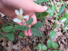 Doellingeria infirma