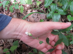 Doellingeria infirma