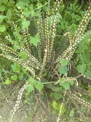 Astrolepis crassifolia