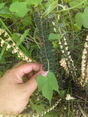 Astrolepis crassifolia