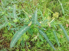 Aeschynomene indica