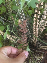 Astrolepis crassifolia
