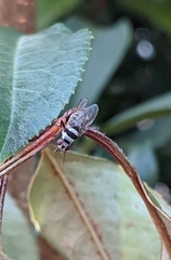 Anthomyia medialis