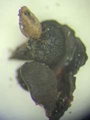 Placidium squamulosum