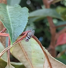 Anthomyia medialis