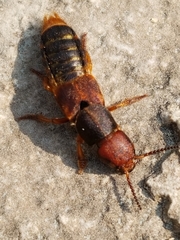Platydracus immaculatus