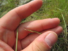 Sporobolus vaginiflorus