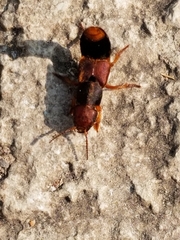 Platydracus immaculatus