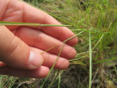 Sporobolus vaginiflorus