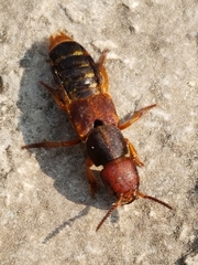 Platydracus immaculatus