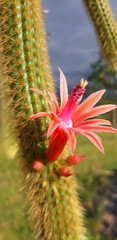 Nyctocereus