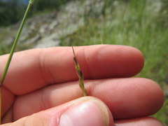 Sporobolus vaginiflorus