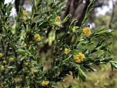 Pimelea flava flava