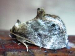 Packardia elegans