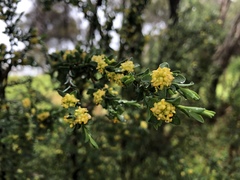 Pimelea flava flava