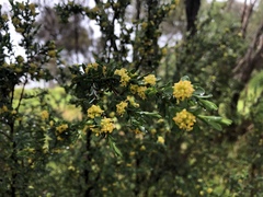 Pimelea flava flava