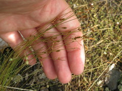 Bulbostylis capillaris