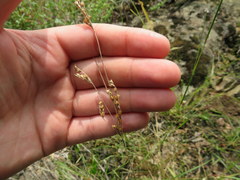 Juncus secundus