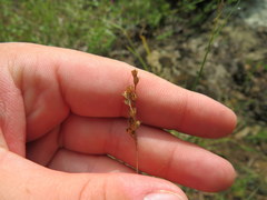 Juncus secundus