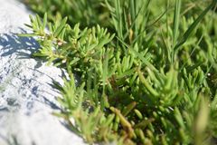 Nitrophila occidentalis