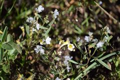 Erythranthe trinitiensis