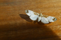 Eupithecia breviculata