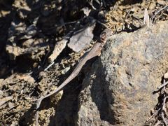 Sceloporus graciosus gracilis