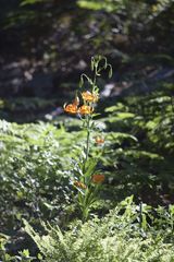 Lilium pardalinum shastense