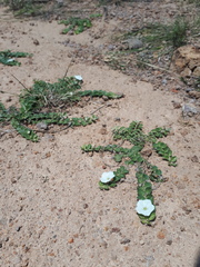 Evolvulus prostratus