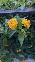 Lantana × hybrida