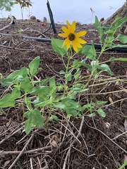 Helianthus debilis image