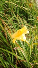 Hemerocallis