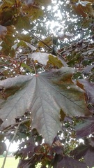Acer platanoides