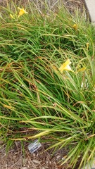 Hemerocallis
