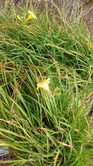 Hemerocallis