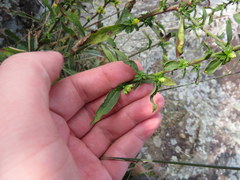 Solidago randii