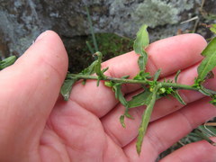 Solidago randii