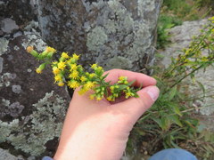 Solidago randii