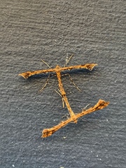 Amblyptilia pica