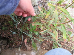 Solidago randii