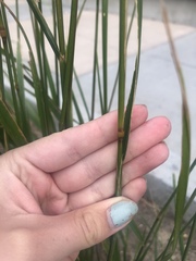 Calamagrostis × acutiflora