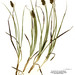 Carex densa - Photo (c) Dean Wm. Taylor, algunos derechos reservados (CC BY)