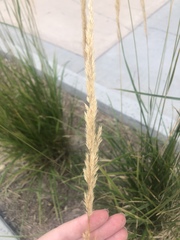 Calamagrostis × acutiflora