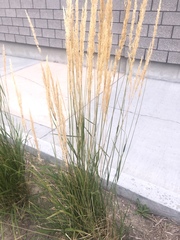 Calamagrostis × acutiflora