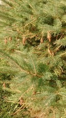 Picea