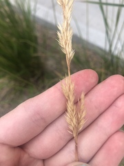 Calamagrostis × acutiflora