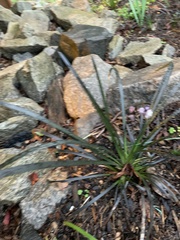 Ophiopogon planiscapus