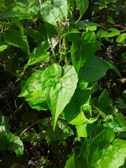 Mikania micrantha