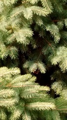Picea