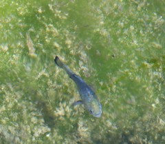 Cyprinodontidae